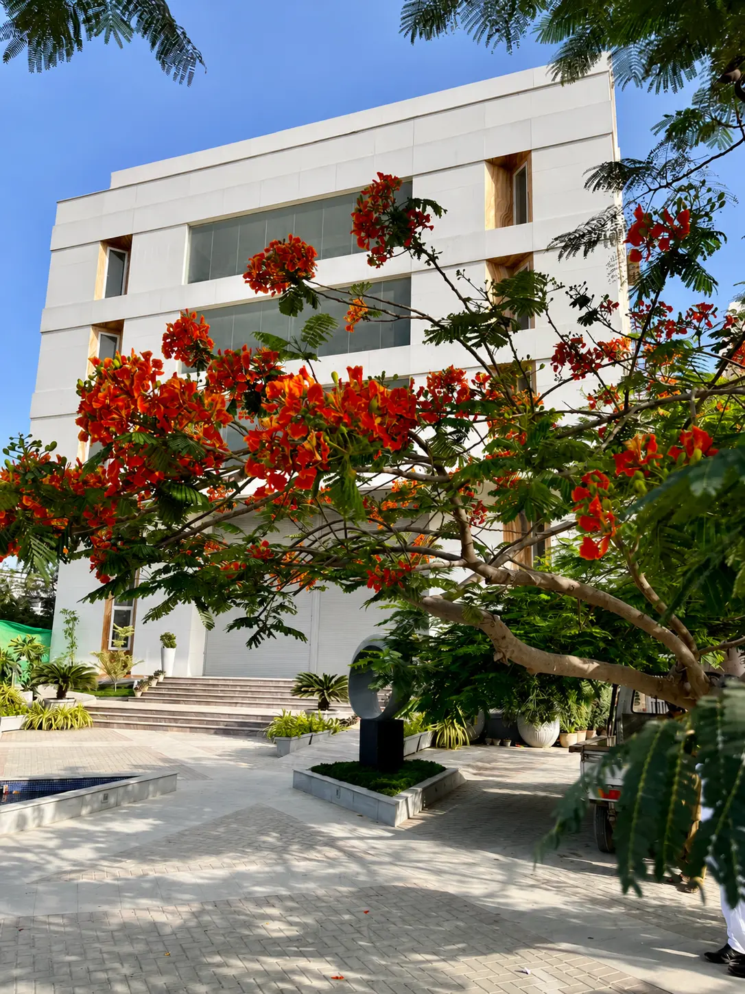 Flowering gulmohar tree framing Intellectual Property House, KKA’s Karachi office